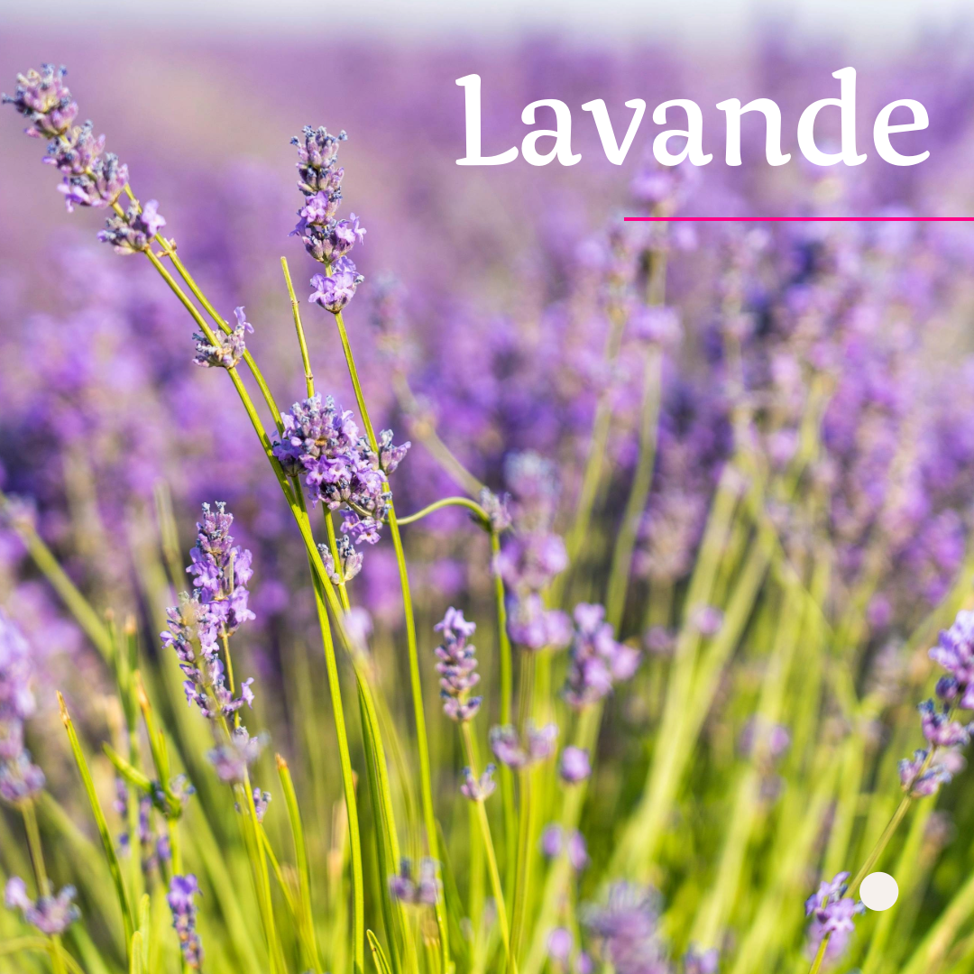 plantes anti moustiques
