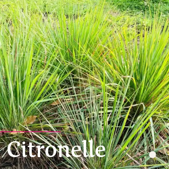 plantes anti moustiques citronelle solution anti moustique