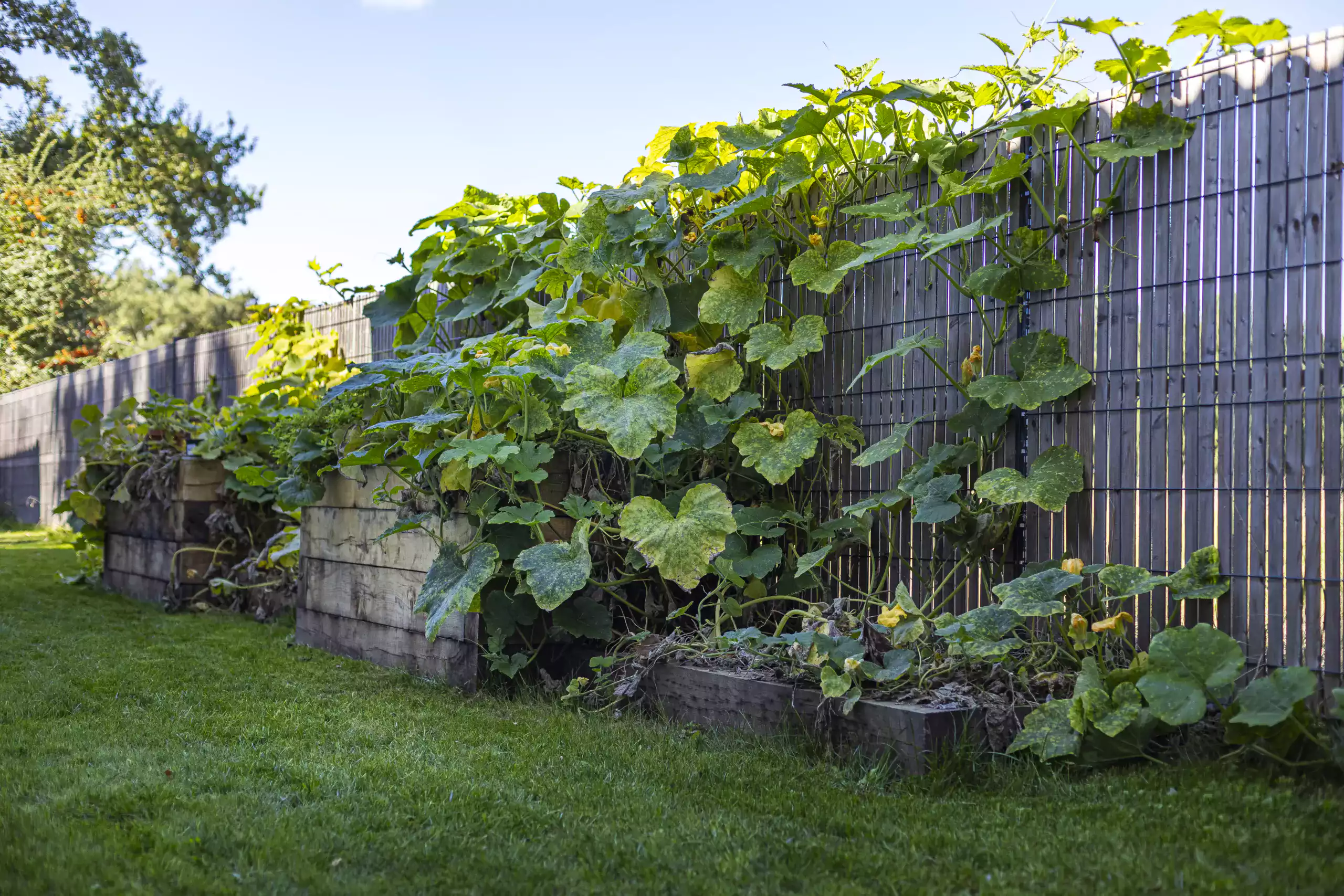 Potager paysagiste Spironello