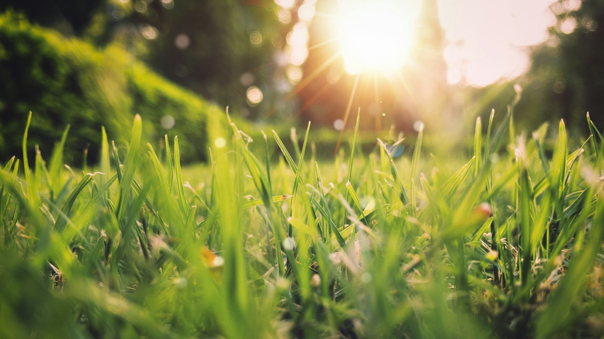 que faire dans son jardin au printemps