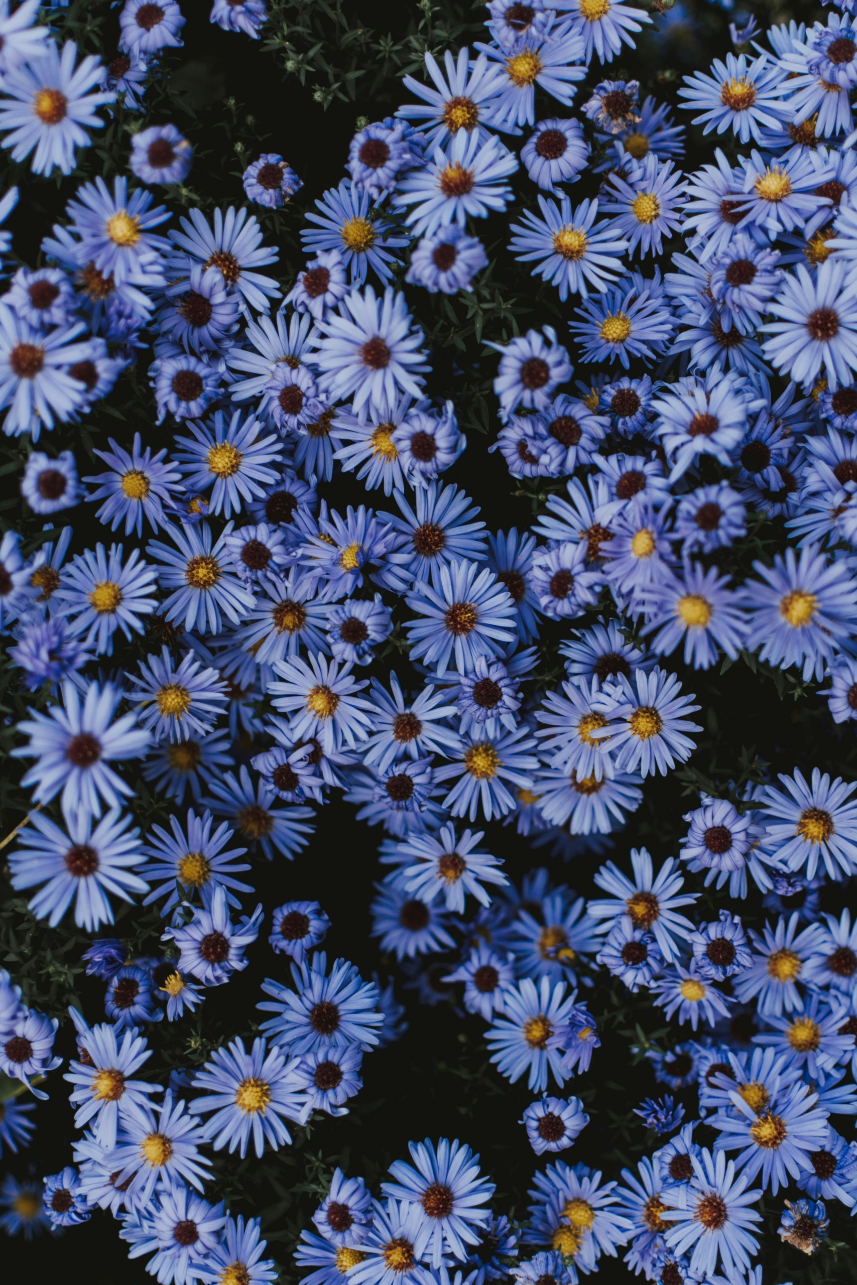 aster vivace entretien facile printemps plantation