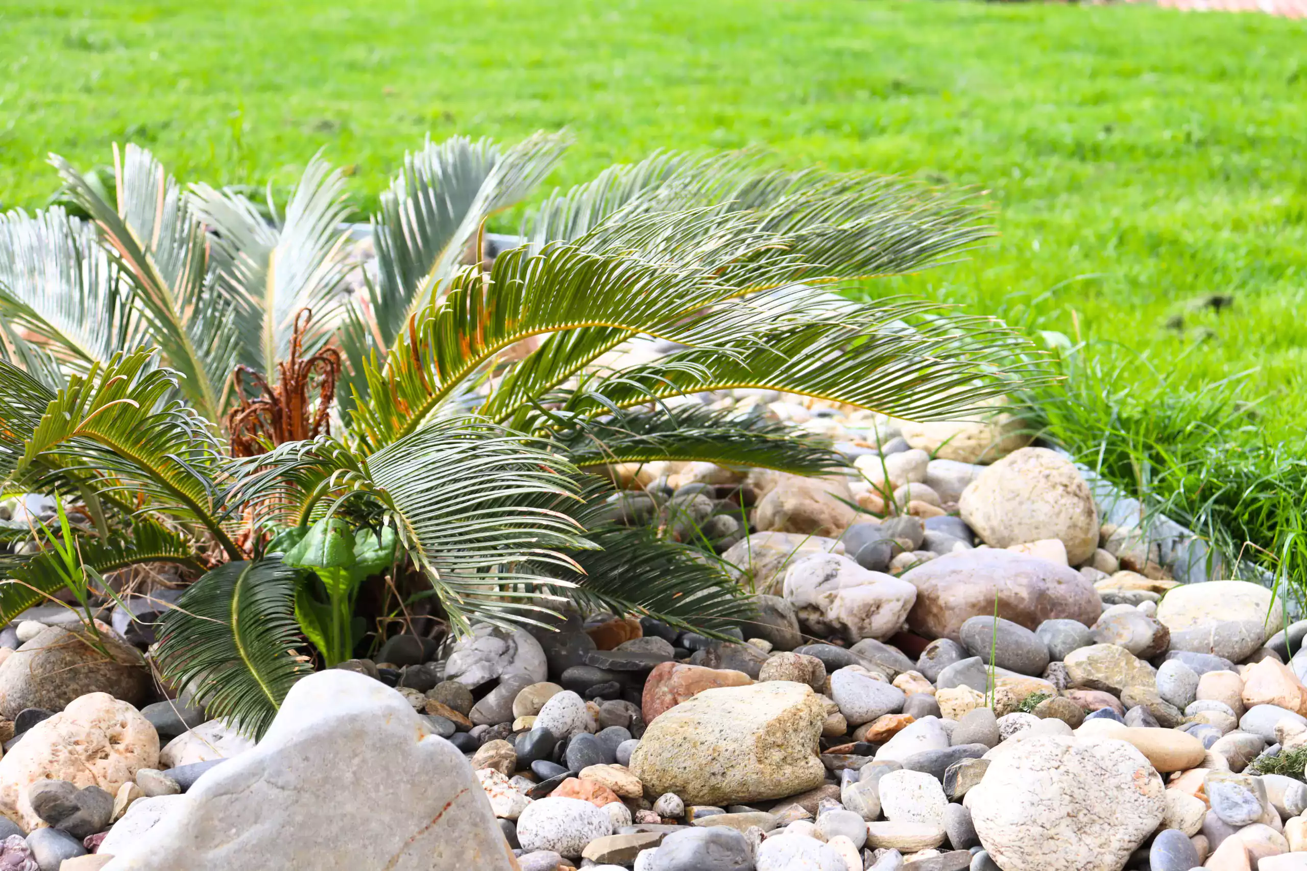 Jardin méditerranéen après une construction paysagiste spironello