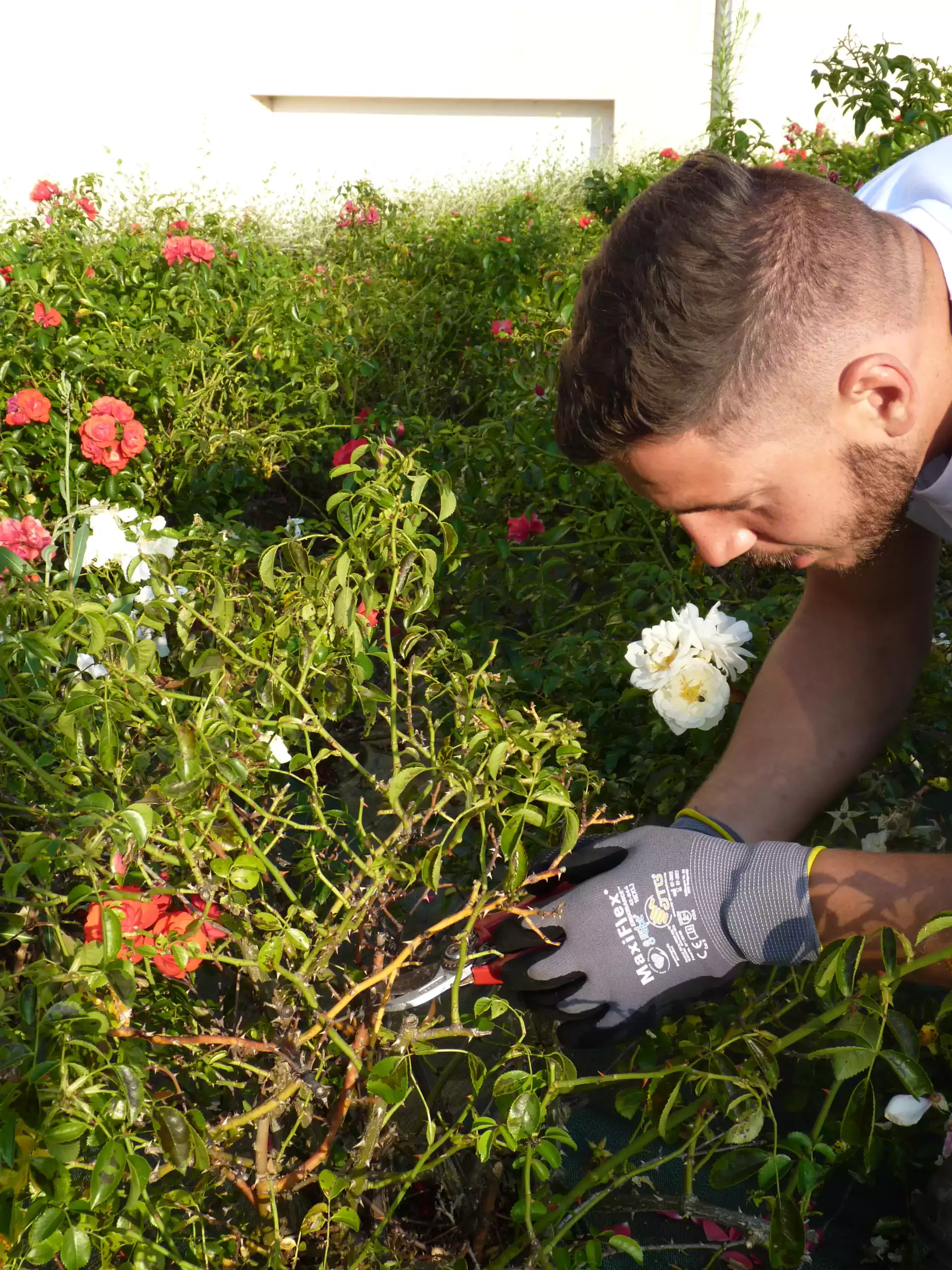 Entretien de jardin pour les professionnels spironello paysagiste toulouse et montauban