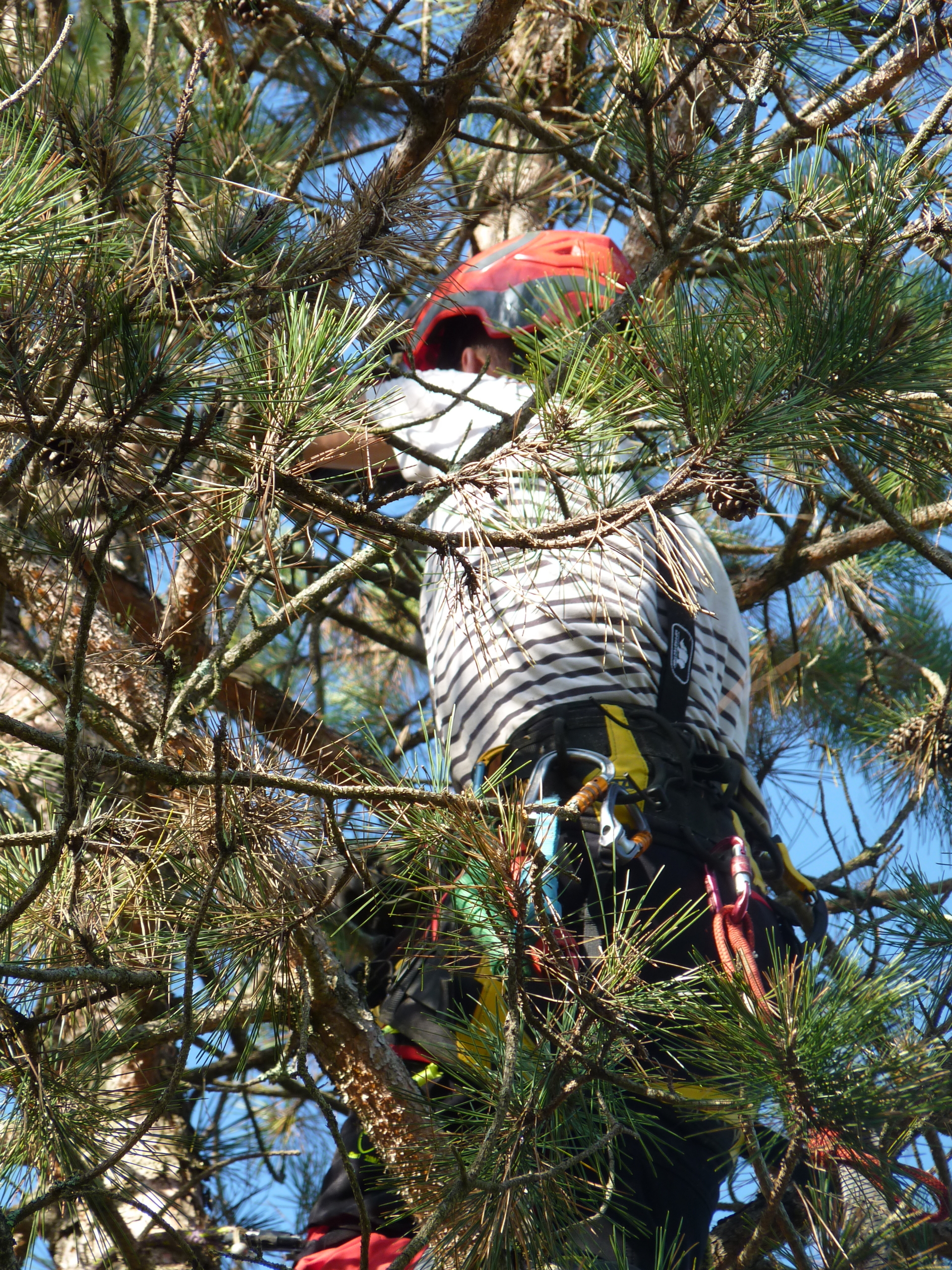 Elagage Spironello Espaces Verts