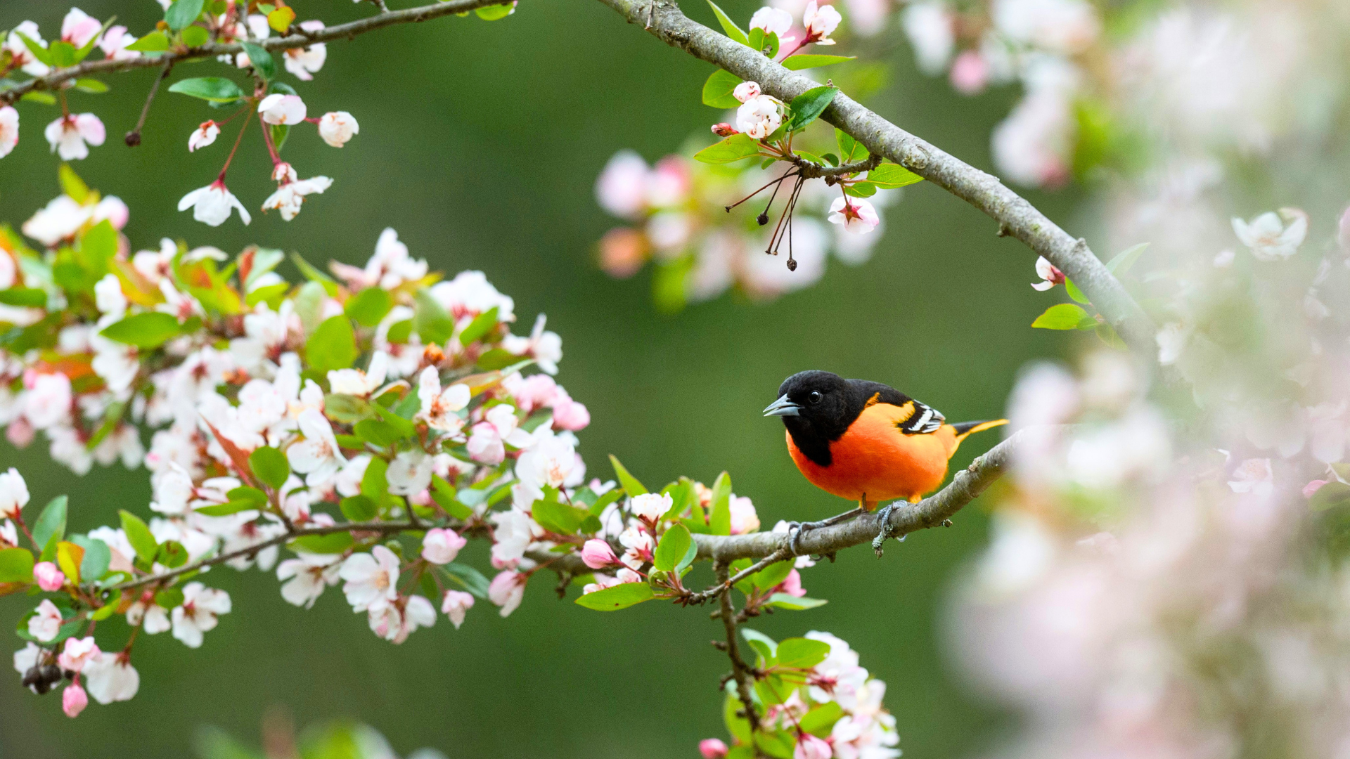 oiseau au printemps dans le jardin