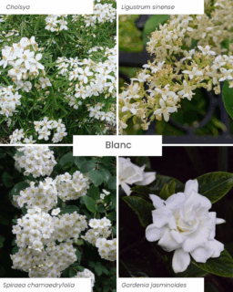 plantes et fleurs blanc - l'importance des couleurs dans le jardin - paysagiste toulouse spironello