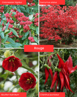 plantes et fleurs rouge - paysagiste toulouse spironello