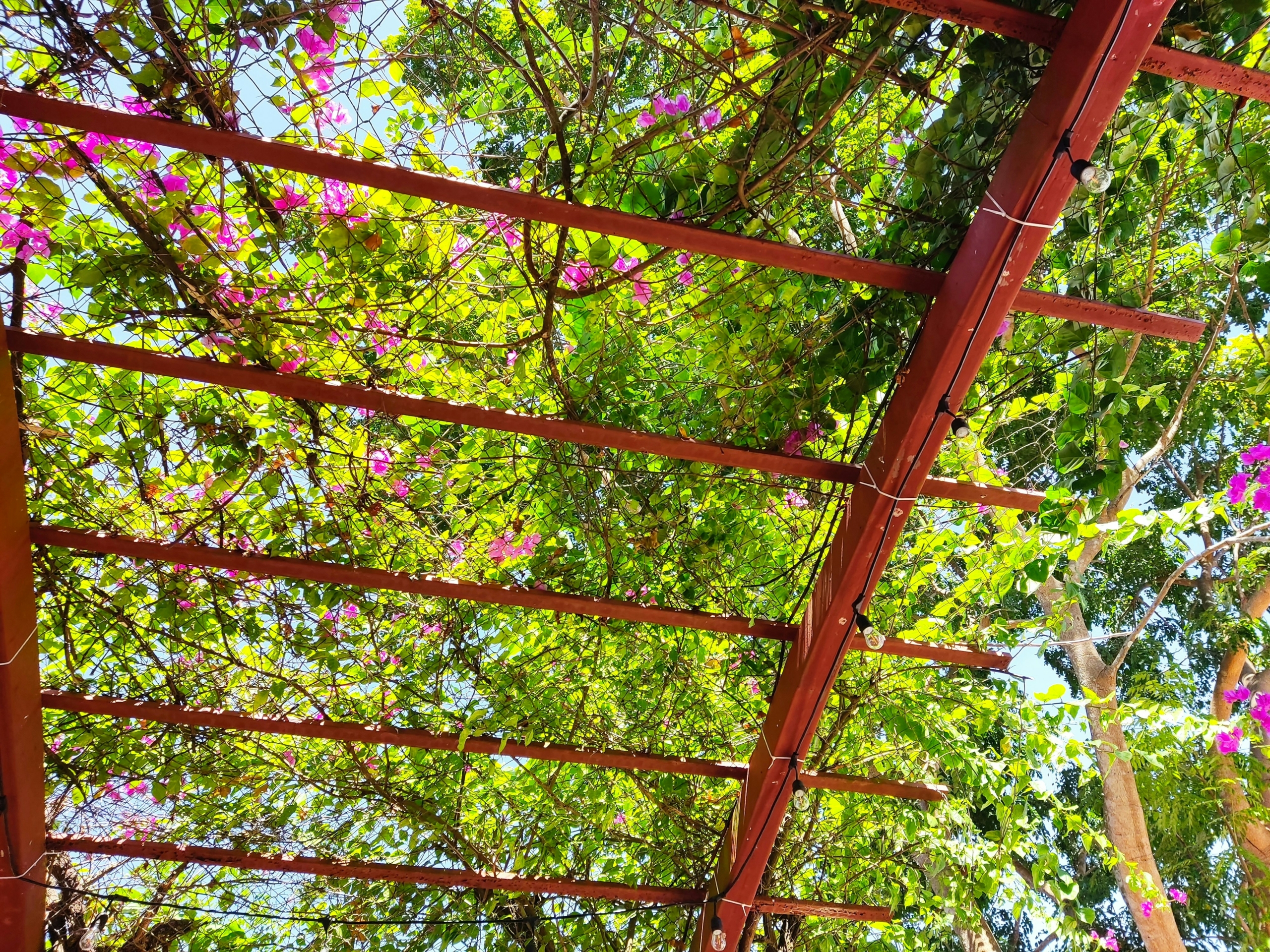 pergola végétalisé paysagiste toulouse spironello