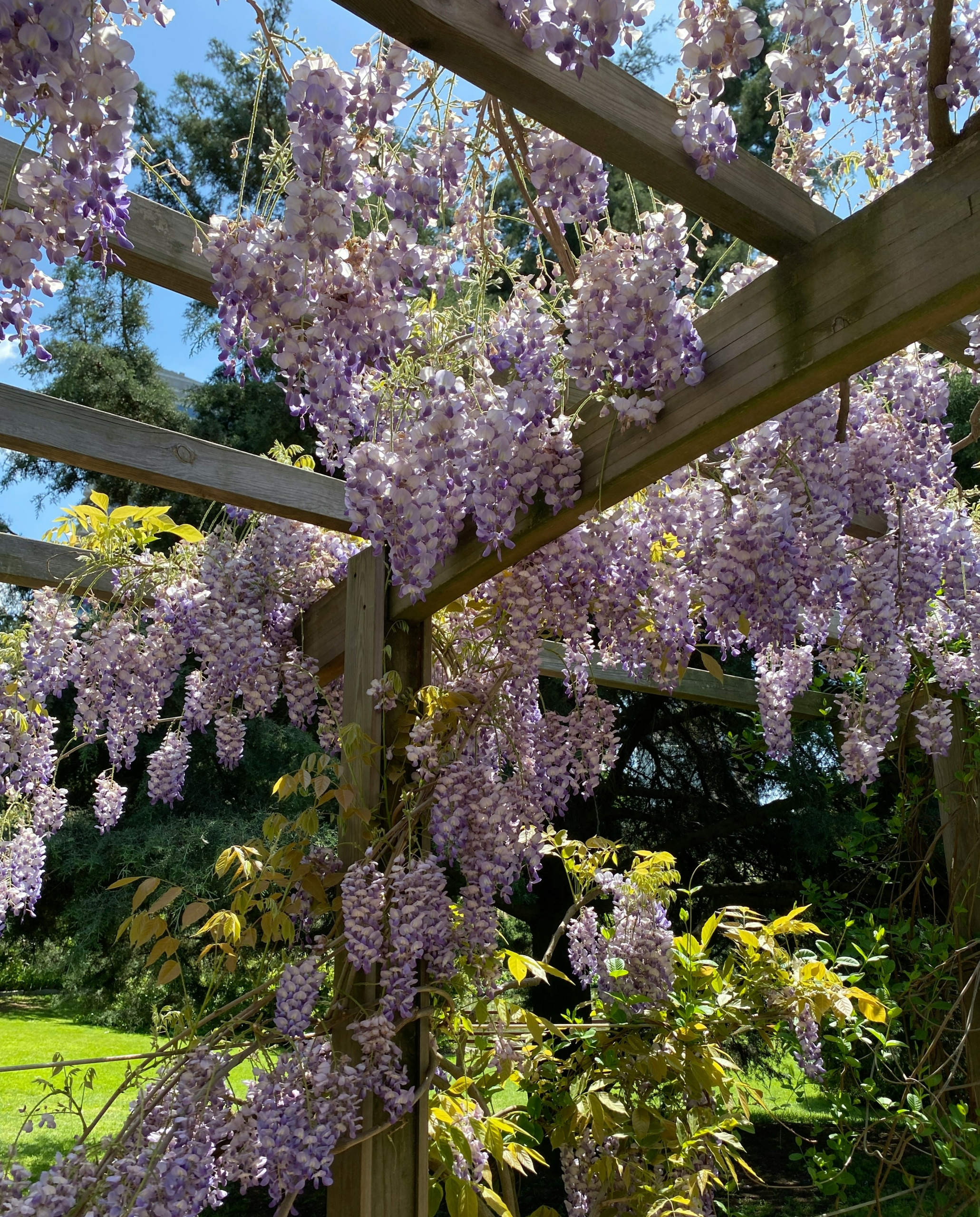 Pergola végétalisée - paysagiste toulouse spironello