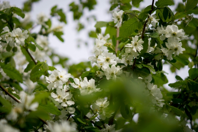 jasmin - paysagiste toulouse spironello jasmin - paysagiste toulouse spironello