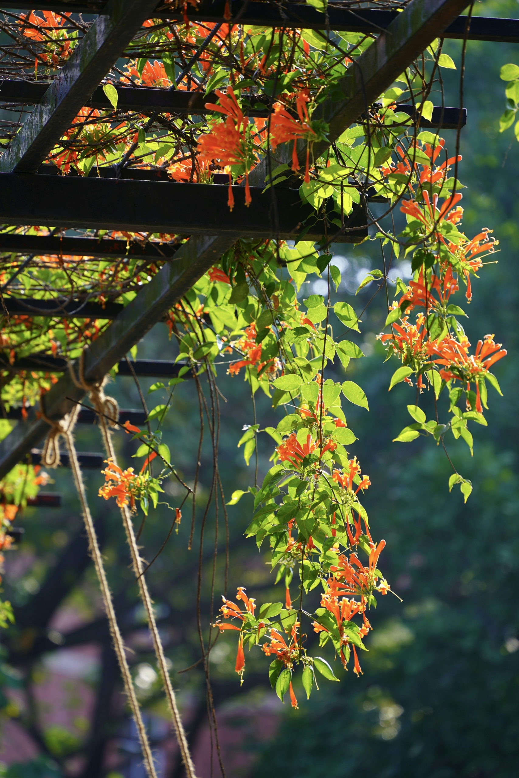 pergola végétalisée - spironello paysagiste toulouse