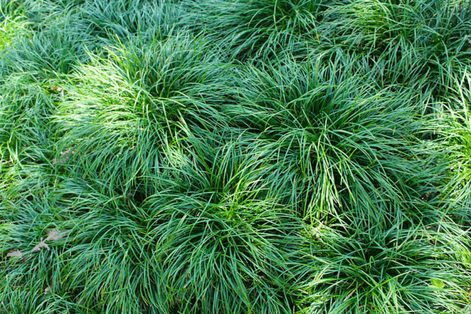 ophiopogon - plante couvre sols - spironello paysagiste toulouse ophiopogon - plante couvre sols - spironello paysagiste toulouse