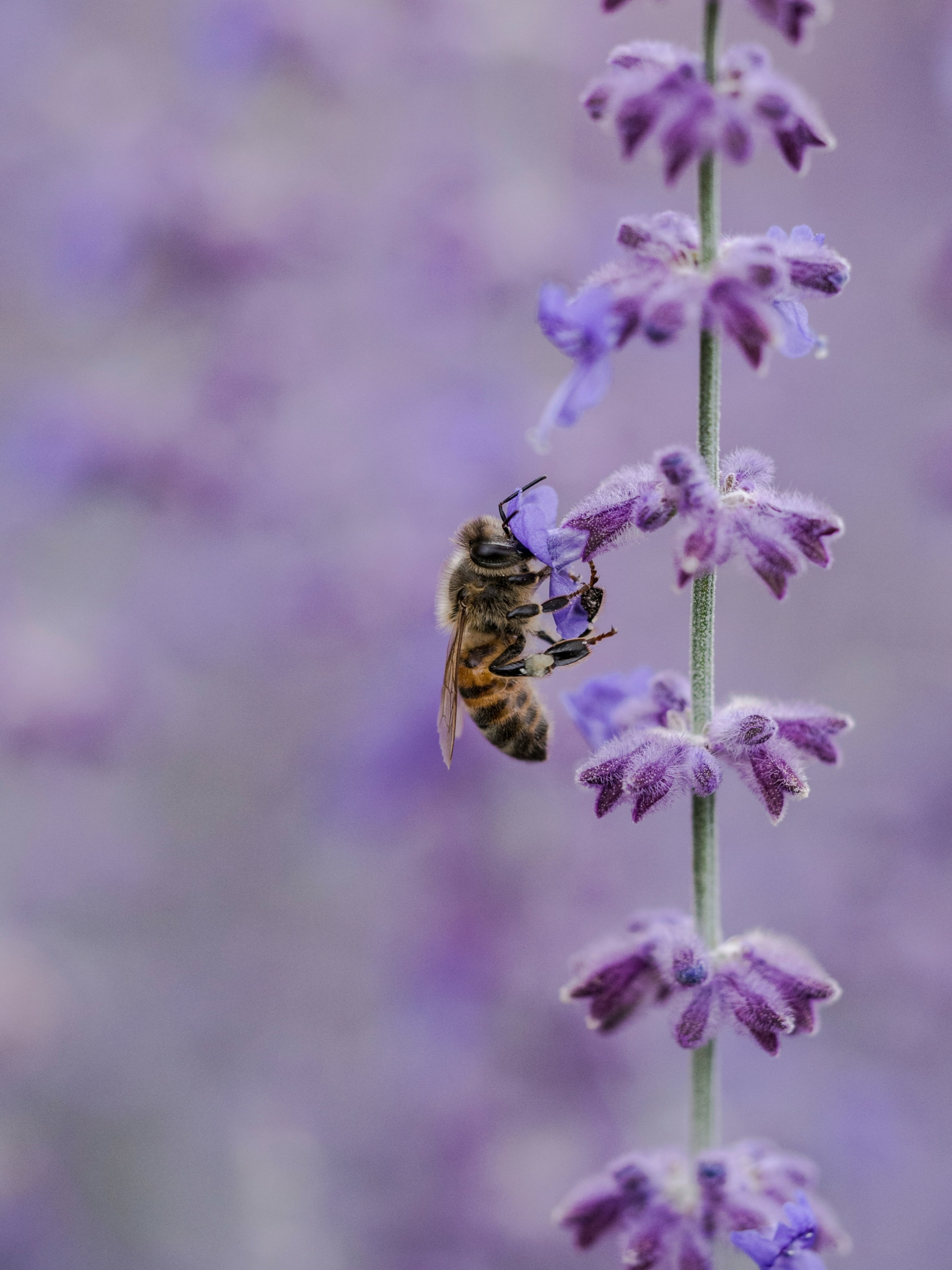 inviter les abeilles dans votre jardin à Toulouse
