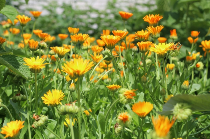 calendula - spironello espaces verts paysagiste toulouse montauban calendula - spironello espaces verts paysagiste toulouse montauban