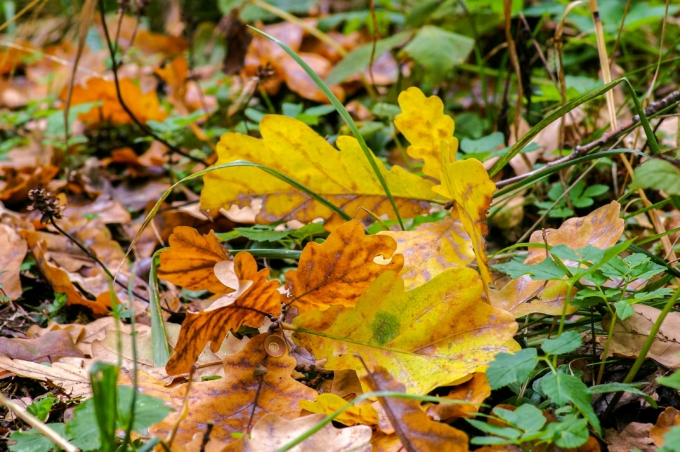 ramassage de feuilles à l'automne