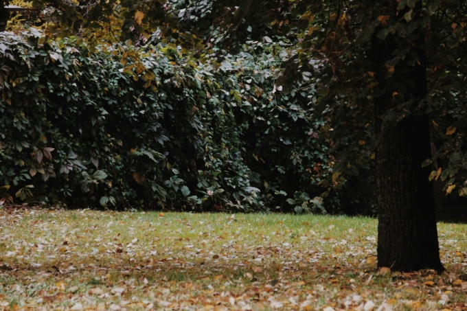 soin du jardin à l'automne 