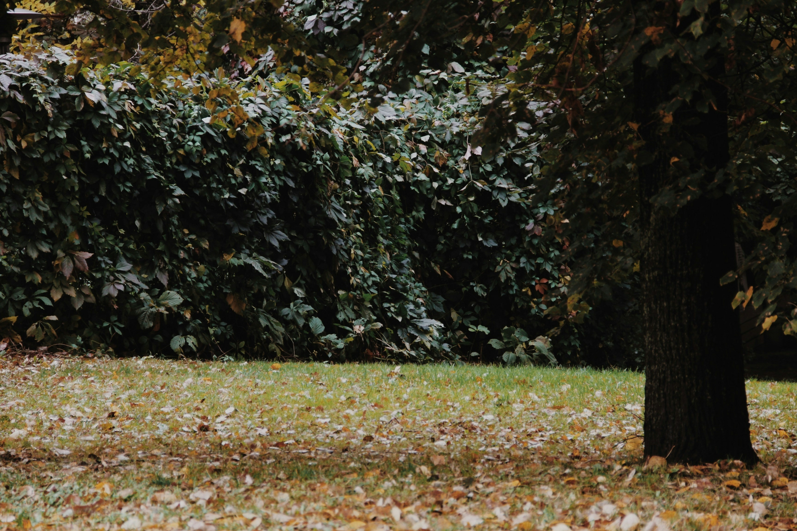 soin du jardin à l'automne